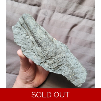 Rare Large Endoceras Cephalopod Shell Fossil Ordovician Predator Cameroceras